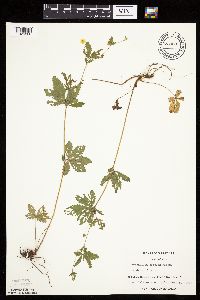 Potentilla simplex image