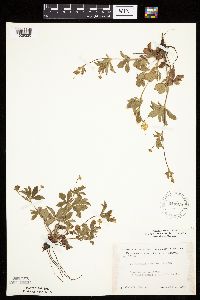 Potentilla simplex image