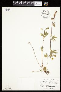Potentilla simplex image