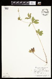 Potentilla simplex image
