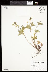 Potentilla simplex image