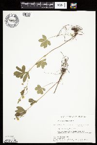 Potentilla simplex image