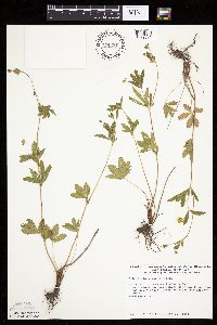 Potentilla simplex image