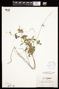 Potentilla simplex image