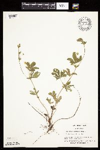 Potentilla simplex image