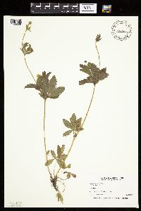 Potentilla simplex image