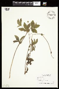 Potentilla simplex image