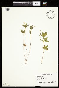 Potentilla simplex image