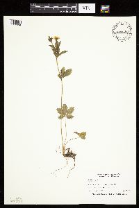 Potentilla simplex image