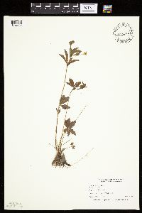 Potentilla simplex image