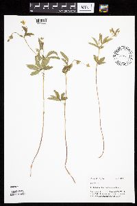 Potentilla simplex image