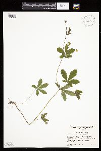 Potentilla simplex image