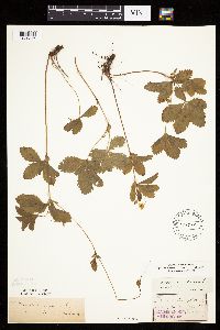 Potentilla simplex image