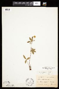 Potentilla simplex image