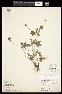 Potentilla simplex image
