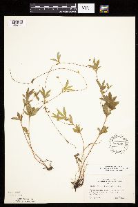 Potentilla simplex image