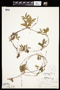 Potentilla simplex image