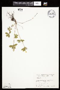 Potentilla simplex image