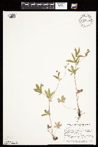 Potentilla simplex image
