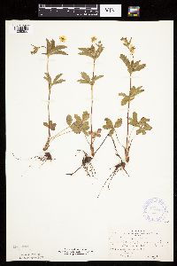 Potentilla simplex image