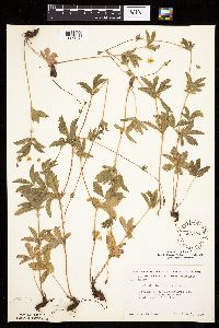 Potentilla simplex image