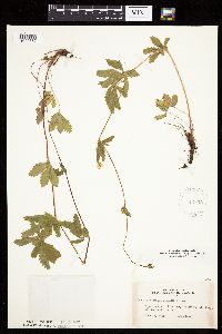 Potentilla simplex image