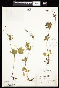 Potentilla simplex image