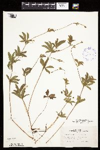 Potentilla simplex image
