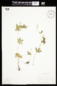 Potentilla simplex image