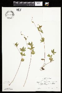 Potentilla simplex image