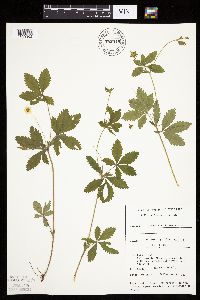Potentilla simplex image