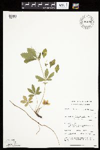 Potentilla simplex image