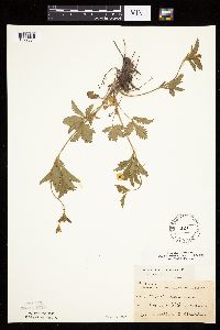 Potentilla simplex image