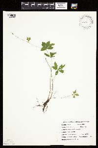 Potentilla simplex image