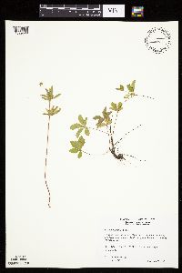 Potentilla simplex image