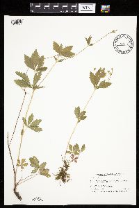 Potentilla simplex image