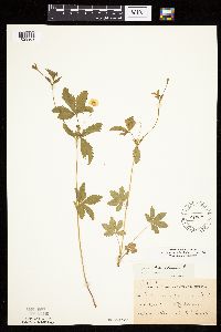 Potentilla simplex image
