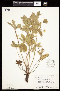 Potentilla simplex image