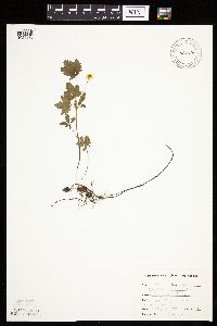 Potentilla simplex image