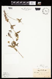 Potentilla simplex image