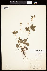 Potentilla simplex image