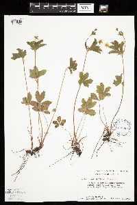 Potentilla simplex image