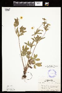 Potentilla simplex image