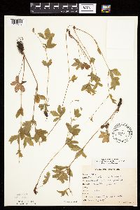 Potentilla simplex image