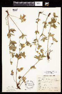 Potentilla simplex image
