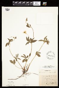 Potentilla simplex image