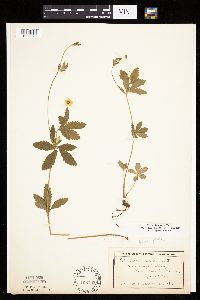 Potentilla simplex image