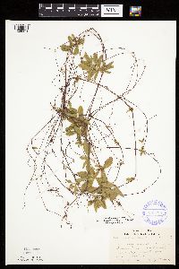 Potentilla simplex image