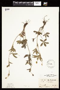 Potentilla simplex image