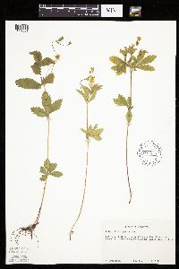 Potentilla simplex image